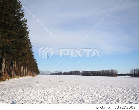 雪原と防風林の風景 雪原と防風林の風景 135273905