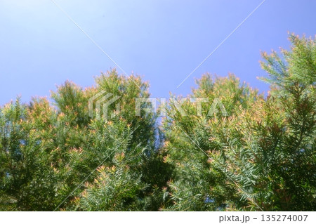 Melaleuca bracteata macro leaves small world Melaleuca bracteata macro leaves small world 135274007