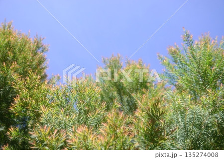 Melaleuca bracteata macro leaves small world Melaleuca bracteata macro leaves small world 135274008