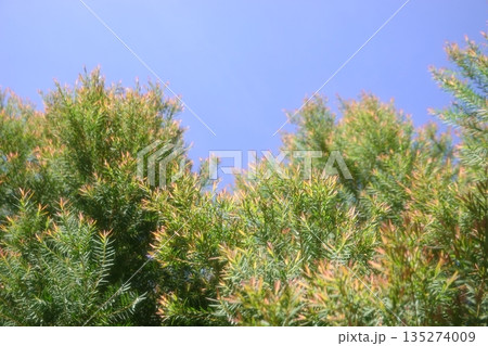 Melaleuca bracteata macro leaves small world 135274009
