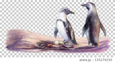 Bonded pair of endangered African penguins,with eggs in a nest,on the sandy coastal landscape-fragile symbol of life and conservation.Hand drawn clipart in gentle watercolor washes,for eco campaigns 135274250