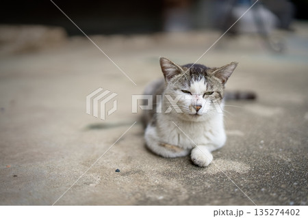 5月、リラックスする野良猫 5月、リラックスする野良猫 135274402