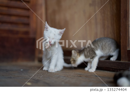 5月、すくすく育つ仔猫たち 5月、すくすく育つ仔猫たち 135274404