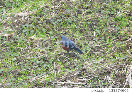 イソヒヨドリ、磯鵯 イソヒヨドリ、磯鵯 135274602