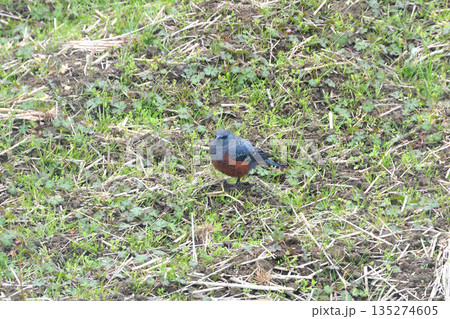 イソヒヨドリ、磯鵯 135274605