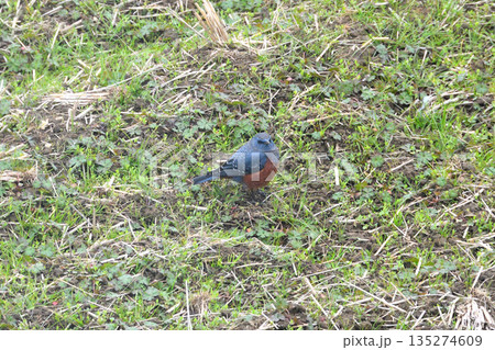 イソヒヨドリ、磯鵯 135274609