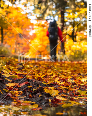 In a colorful forest during autumn, a backpacker walks along a path covered with fallen leaves, fully immersed in the beauty of nature and the changing seasons. 135274664