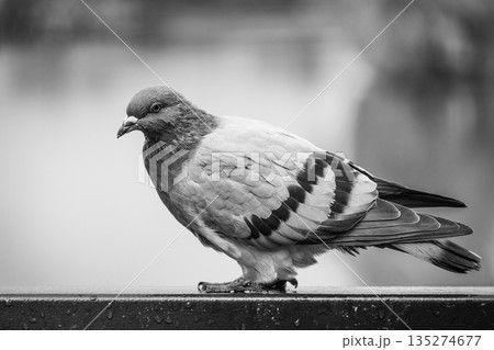 A pigeon stands on a metal railing looking out at the water. The scene shows the bird in black and white, emphasizing the details of its feathers and posture. A pigeon stands on a metal railing looking out at the water. The scene shows the bird in black and white, emphasizing the details of its feathers and posture. 135274677