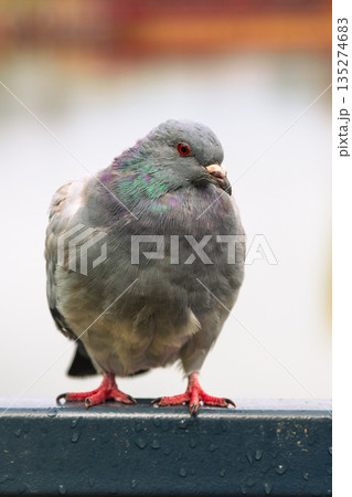 A pigeon is perched on a railing beside the water. Its feathers are gray and the bird looks around. It stands still while the water glistens in the background. A pigeon is perched on a railing beside the water. Its feathers are gray and the bird looks around. It stands still while the water glistens in the background. 135274683