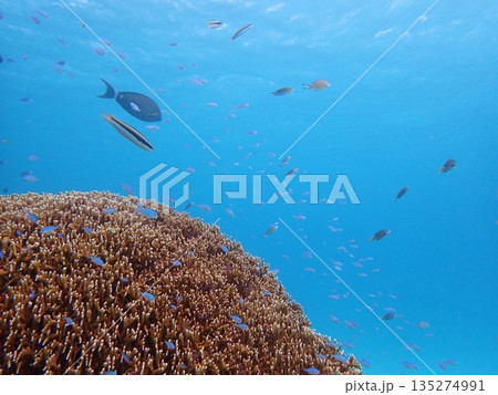 青い海と魚たち 135274991