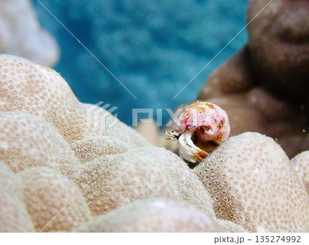 サンゴを登るヤドカリ 135274992