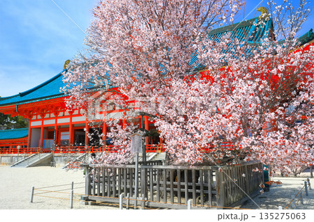 【京都府】晴天の平安神宮の外拝殿と左近の桜 135275063