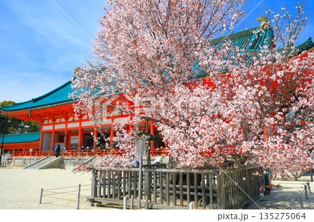 【京都府】晴天の平安神宮の外拝殿と左近の桜 135275064