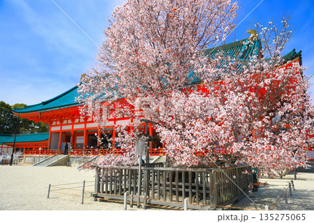 【京都府】晴天の平安神宮の外拝殿と左近の桜 135275065