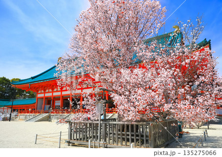 【京都府】晴天の平安神宮の外拝殿と左近の桜 135275066