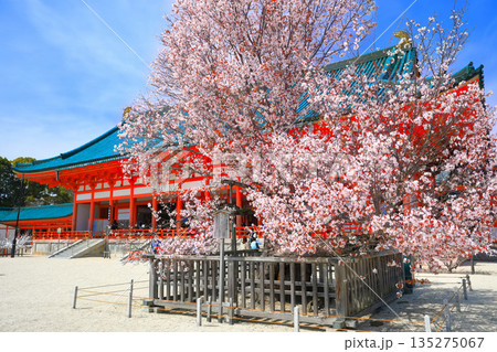 【京都府】晴天の平安神宮の外拝殿と左近の桜 135275067