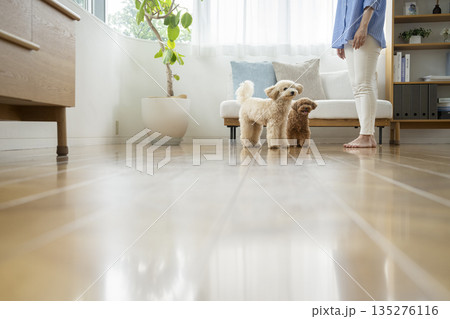 フローリングの部屋にいる2匹の小型犬（トイプードルとビションプー）と飼い主の足元 135276116