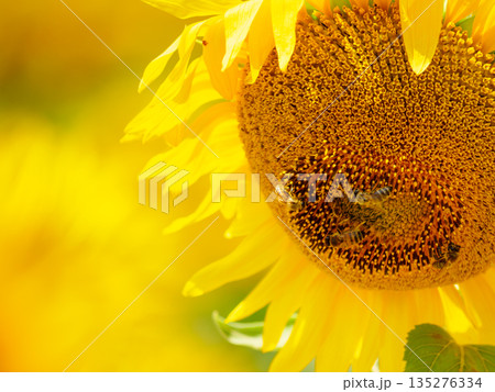 Blooming sunflower with honey bee Blooming sunflower with honey bee 135276334
