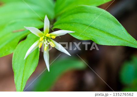 主張するチゴユリ 主張するチゴユリ 135276562