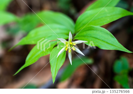 主張するチゴユリ 135276566