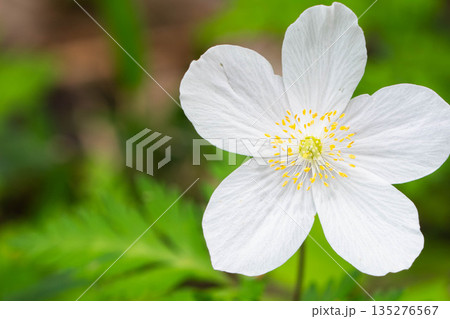 イチリンソウのアップ 135276567