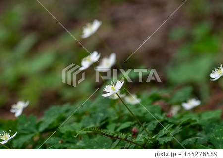 イチリンソウの群生 イチリンソウの群生 135276589