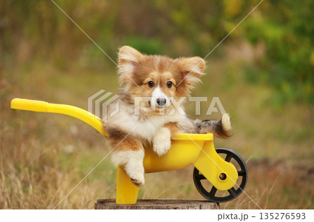 Cute Corgi puppy sitting in a small yellow toy wheelbarrow Cute Corgi puppy sitting in a small yellow toy wheelbarrow 135276593
