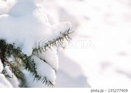 Snowy spruce branch closeup with copy space 135277409
