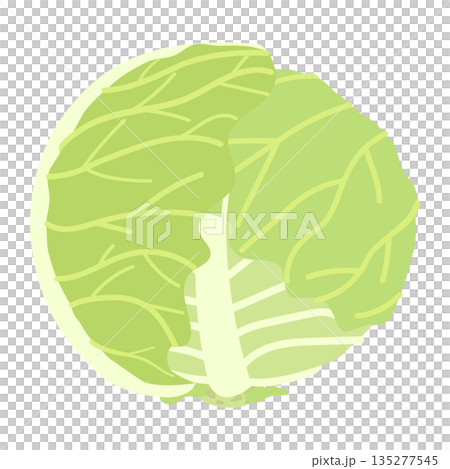 春天的高麗菜插畫 春天的高麗菜插畫 135277545