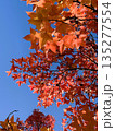 紅葉した葉 135277554