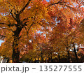 紅葉した千里の並木 135277555