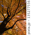 紅葉した木 135277556