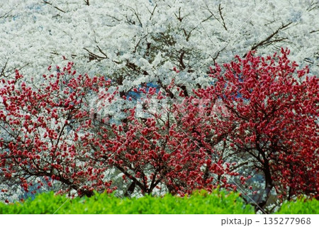 白い桜と八重桜が咲き誇る春の風景 白い桜と八重桜が咲き誇る春の風景 135277968