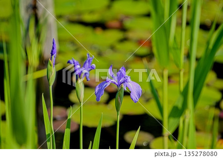 カキツバタ 135278080