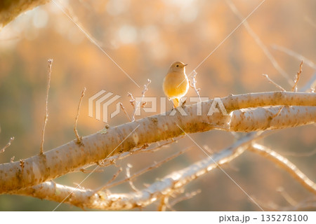 枝にとまるジョウビタキ 枝にとまるジョウビタキ 135278100