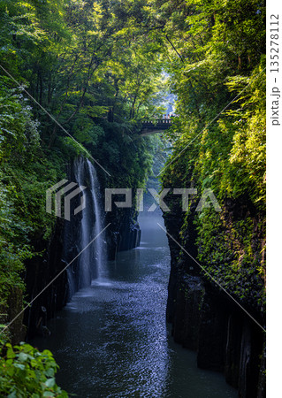 新緑に包まれた真名井の滝 135278112