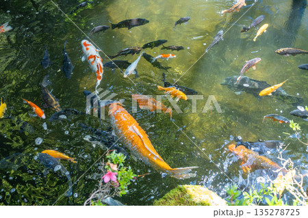 Colorful koi carp at Sakurayama Hachimangu Shrine in Takayama, Japan 135278725