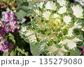 冬の花壇に咲くハボタン 135279080