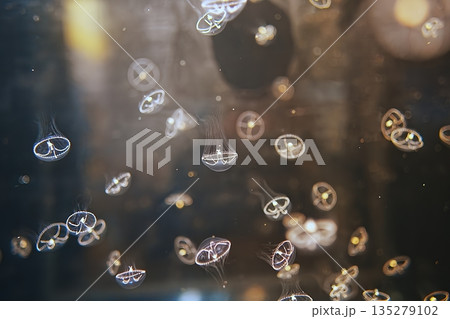 コブエイレネクラゲ 135279102