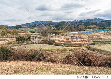 冬枯れの田園風景　奈良県明日香村 135279283