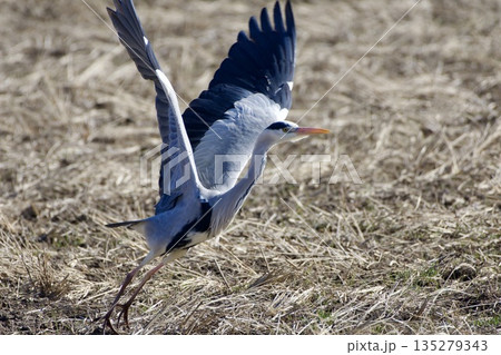 アオサギ heron / Japan 135279343