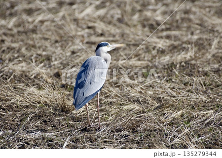 アオサギ heron / Japan アオサギ heron / Japan 135279344