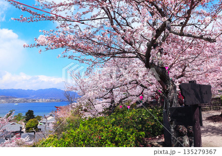 Aerial view on sea, mountains and blooming sakura trees, Itsukushima Shrine, Miyajima island, Hiroshima, Japan. Traditional japanese hanami festival. Spring cherry blossoming season in Asia Aerial view on sea, mountains and blooming sakura trees, Itsukushima Shrine, Miyajima island, Hiroshima, Japan. Traditional japanese hanami festival. Spring cherry blossoming season in Asia 135279367