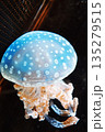 タコクラゲ 135279515