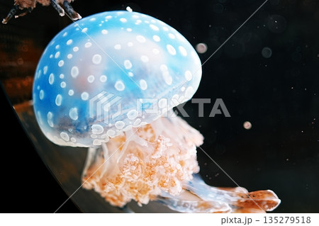 タコクラゲ 135279518