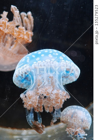 タコクラゲ 135279523