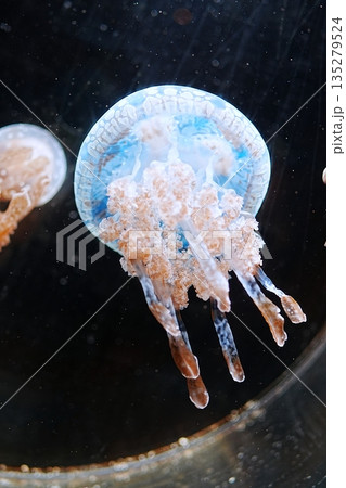 タコクラゲ 135279524