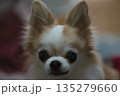 チワワ 135279660