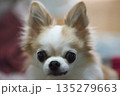 チワワ 135279663