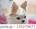 チワワ 135279671